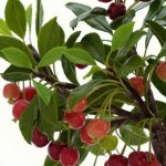 Come Curare Olivo Bonsai consigli, potatura e concimazione per la crescita ottimale