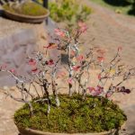 Come Annafiare Un Bonsai dosaggio preciso, terriccio umido, luce diffusa e nebulizzazione regolare