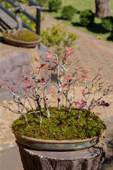 Come Annafiare Un Bonsai 1 dosaggio preciso, terriccio umido, luce diffusa e nebulizzazione regolare