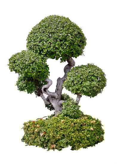 Come Coltivare Dal Seme Bonsai Di Baobab 1 passo dopo passo per un risultato perfetto