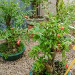 Come Creare Un Bonsai Di Vite Scopri come creare un bonsai di vite seguendo i nostri consigli per un risultato stupendo