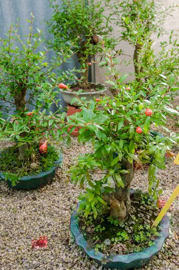 Scopri come creare un bonsai di vite seguendo i nostri consigli per un risultato stupendo