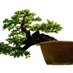 Come Tenere Ficun Bonsai Ginseg Scopri come prenderti cura del tuo ficus bonsai ginseng con i nostri consigli esperti