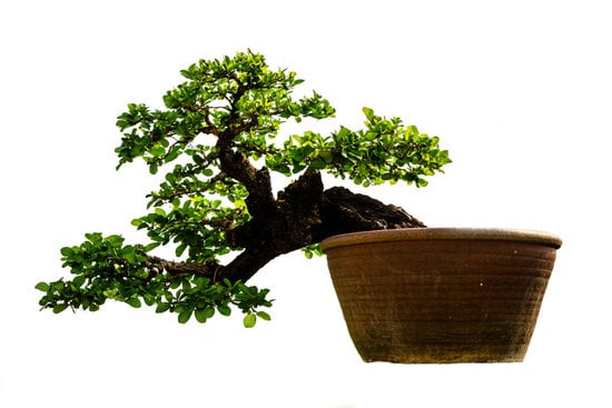 Scopri come prenderti cura del tuo ficus bonsai ginseng con i nostri consigli esperti