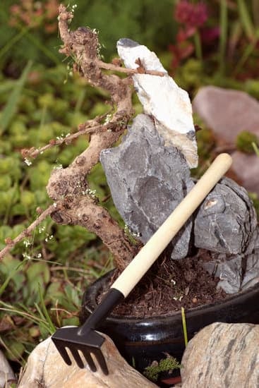 Quando Innaffiare l'Ulivo Bonsai 1 Scopri quando innaffiare l'ulivo bonsai seguendo un calendario specifico per garantire una corretta idratazione