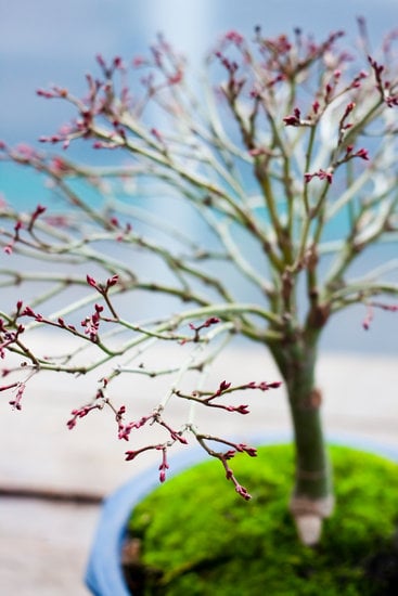 Come Coltivare Un Bonsai Di Ulivo 1 consigli, cure e passaggi essenziali