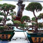 Da Bonsai a Pianta Normale passo dopo passo verso la crescita desiderata