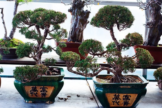 Da Bonsai a Pianta Normale 1 passo dopo passo verso la crescita desiderata