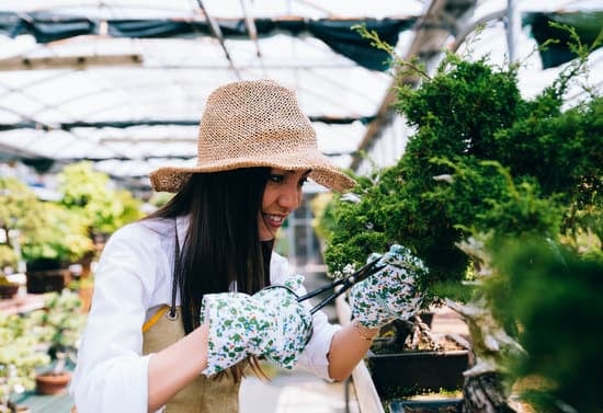 Come Capire Se E' Un Bonsai Da Interno Oppureda Esterno 1 se da esterno, resistenza alle variazioni climatiche; se da interno, tolleranza alla luce e all'umidità