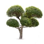 Come Fertilizzare Bonsai Acer Palmatum Scopri come fertilizzare il bonsai Acer Palmatum per una crescita sana e rigogliosa