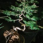 Come Rimpicciolire Le Foglie Di Un Bonsai Scopri come rimpicciolire le foglie di un bonsai con questi pratici consigli