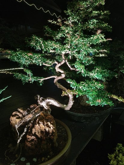 Come Rimpicciolire Le Foglie Di Un Bonsai 1 Scopri come rimpicciolire le foglie di un bonsai con questi pratici consigli
