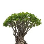 Come Potare Il Bonsai guida dettagliata per una corretta cura e crescita del tuo albero in miniatura