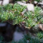 Come Creare Pioppo Bonsai esposizione, potatura, irrigazione e cura