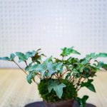 Quando Passare Da Vaso Di Coltivazione a Bonsai Segui le linee guida e le tempistiche corrette quando passi da vaso di coltivazione a bonsai