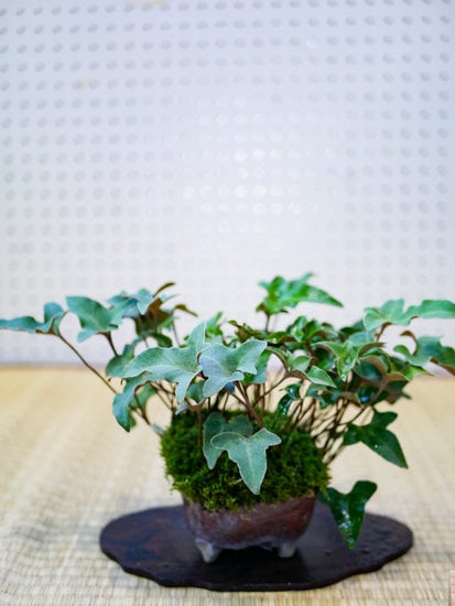 Quando Passare Da Vaso Di Coltivazione a Bonsai 1 Segui le linee guida e le tempistiche corrette quando passi da vaso di coltivazione a bonsai