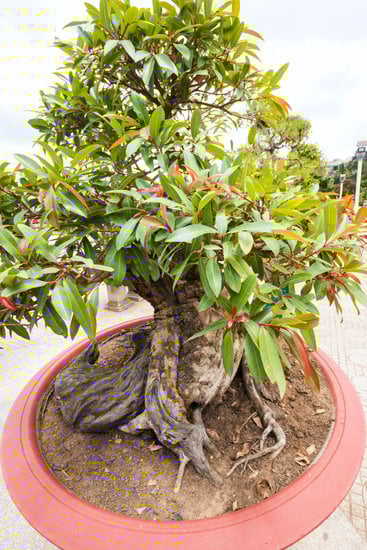 Dove Posizionare I Bonsai 1 consigli per l'ambiente ideale per la crescita ottimale di queste piante