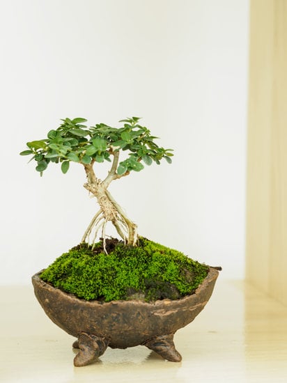 Come Far Rinascere Un Bonsai 1 consigli utili e passaggi fondamentali per il successo