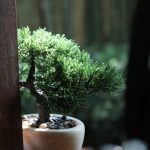 Come Potare E Quando Potare Il Bonsai Scopri come potare e quando potare il bonsai per mantenerlo sano e in forma