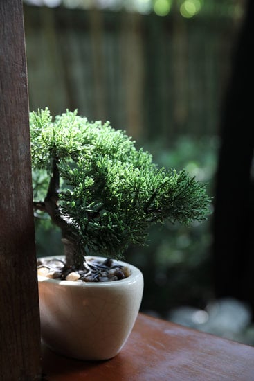 Come Potare E Quando Potare Il Bonsai 1 Scopri come potare e quando potare il bonsai per mantenerlo sano e in forma