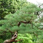 Come Iniziare Un.Bonsai Di Ficus dalle potatura all'irrigazione, tutto quello che serve sapere