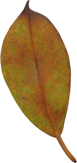 Come Coservare Il Bonsai Con Il Freddo 1 Proteggi il bonsai dal freddo con un adeguato ricovero invernale per mantenerlo al sicuro e in salute