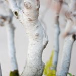 Come Fare Un Bonsai Di Pino Segui passo dopo passo le istruzioni su come fare un bonsai di pino per ottenere un risultato impeccabile