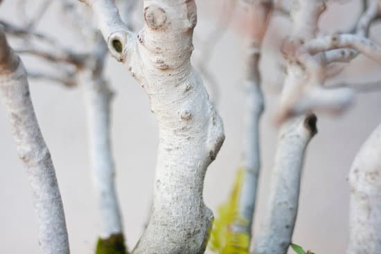 Come Fare Un Bonsai Di Pino 1 Segui passo dopo passo le istruzioni su come fare un bonsai di pino per ottenere un risultato impeccabile