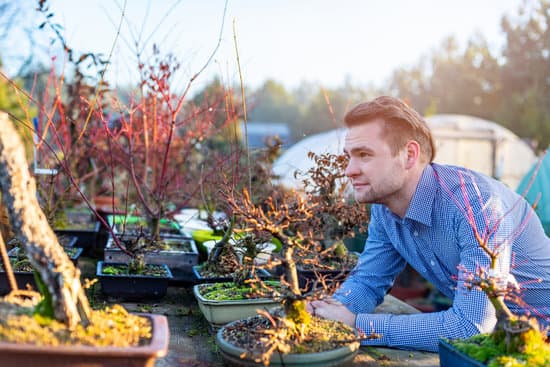 COME FARE BONSAI DI FICO con cura e attenzione