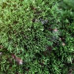 Scopri dove puoi trovare un bonsai unico e meraviglioso per arricchire la tua casa o giardino