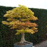 Come Fare Un Bonsai Di Ciliegio segui passo dopo passo le istruzioni per un risultato straordinario