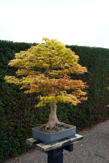 Come Fare Un Bonsai Di Ciliegio 1 segui passo dopo passo le istruzioni per un risultato straordinario