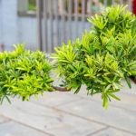 Quanto Innaffiare Il Bonsai Olmo dosare l'acqua correttamente per garantire la salute della pianta