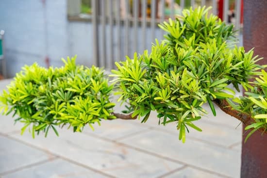 Quanto Innaffiare Il Bonsai Olmo 1 dosare l'acqua correttamente per garantire la salute della pianta