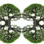 Come Si Annaffia Un Bonsai Ficus Ginseng Guida passo dopo passo su come annaffiare un bonsai ficus ginseng per mantenerlo sano e rigoglioso