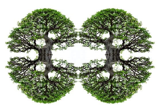 Come Si Annaffia Un Bonsai Ficus Ginseng 1 Guida passo dopo passo su come annaffiare un bonsai ficus ginseng per mantenerlo sano e rigoglioso