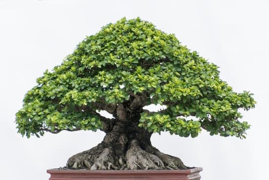 Come Curare Ed Annafiare Un Bonsai 1 Scopri come curare ed annaffiare un bonsai con i consigli dei esperti del settore
