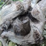 Come Curare Bonsai Che Non Fiorisce controllo lumino, concime adatto e potatura corretta per favorirne la fioritura