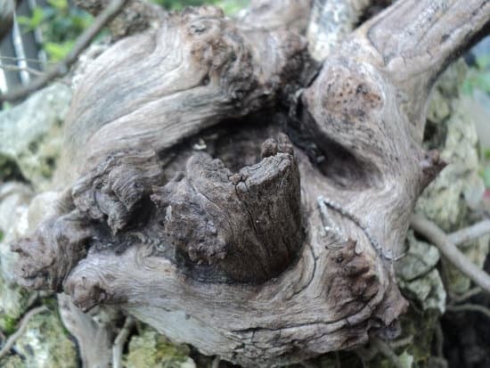 controllo lumino, concime adatto e potatura corretta per favorirne la fioritura