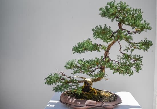Come Piantare Del Muschio Nel Bonsai 1 Segui attentamente le istruzioni per piantare del muschio nel bonsai per garantire la sua crescita sana