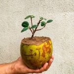 Quante Volte Si Innaffia Un Bonsai Carmona Scopri quanti giorni si inaffia un bonsai Carmona per mantenerlo sano e rigoglioso