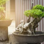 Quante Foglie Ha Un Bonsai in Media curiosità e consigli per la cura delle piante in vaso