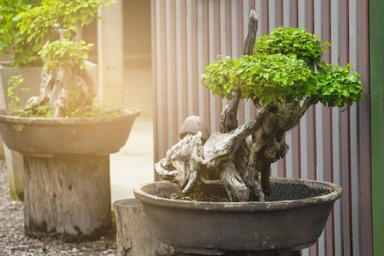 Quante Foglie Ha Un Bonsai in Media 1 curiosità e consigli per la cura delle piante in vaso