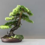 Cosa Bisogna Fare Quando Il Bonsai Perde Le Foglie Verdi Quando il bonsai perde le foglie verdi, controlla l'umidità del terreno e posizionalo correttamente alla luce solare