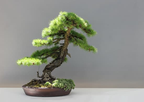 Cosa Bisogna Fare Quando Il Bonsai Perde Le Foglie Verdi 1 Quando il bonsai perde le foglie verdi, controlla l'umidità del terreno e posizionalo correttamente alla luce solare