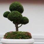 Come Coltivare Bonsai in Casa consigli per tenerli sani e belli