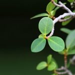 Quante Specie Di Bonsai Esistono Scopri tutte le varietà di bonsai esistenti per arricchire la tua collezione