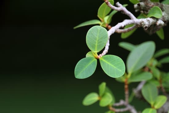 Quante Specie Di Bonsai Esistono 1 Scopri tutte le varietà di bonsai esistenti per arricchire la tua collezione