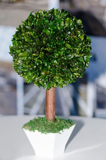 Guida dettagliata su come potare un ficus bonsai per favorirne la crescita e mantenerlo sano