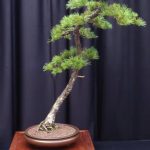 Come Creare Un Bonsai Di Castagno passo dopo passo per un risultato straordinario